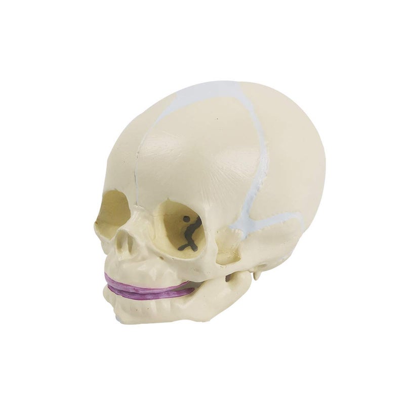 EVOTECH SCIENTIFIC Human Infant Skull Model, Life Sized Fetus Anatomy Skull Model for Medical Teaching Learning, Students Education Display Tool, Hand Painted - Image 1